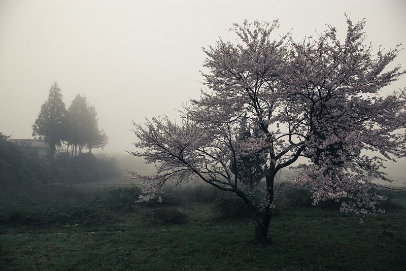 Misty morning before we departed