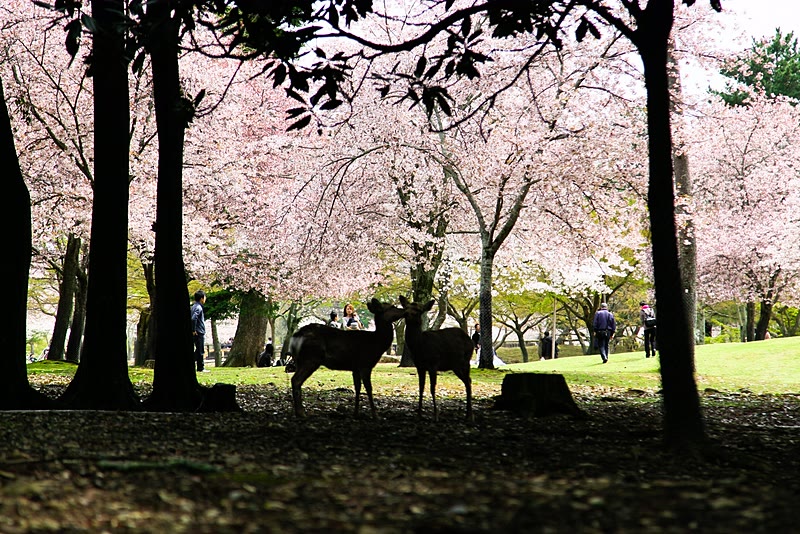 Free-roaming deer at Nara Park