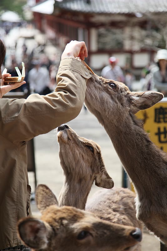 Deer snacking