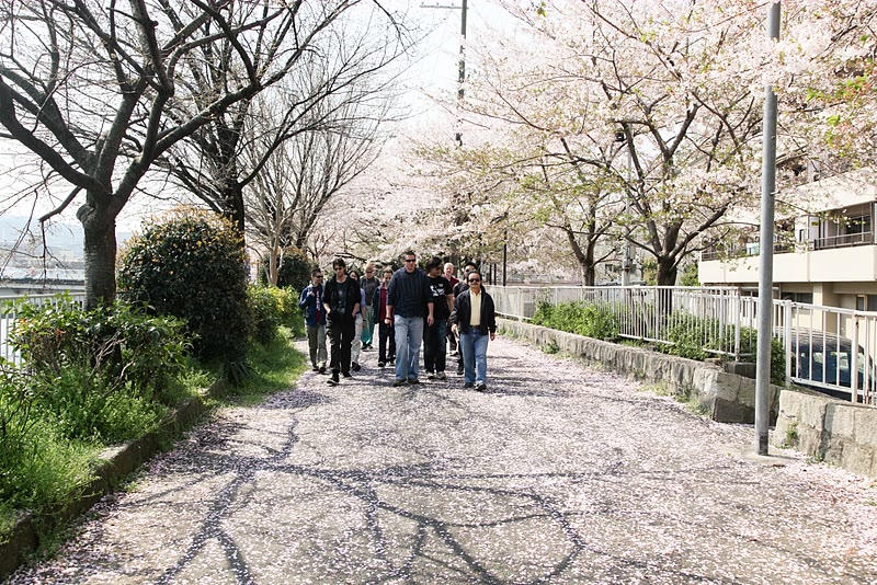 Group walk to the train station. Cherry blossoms in full bloom.